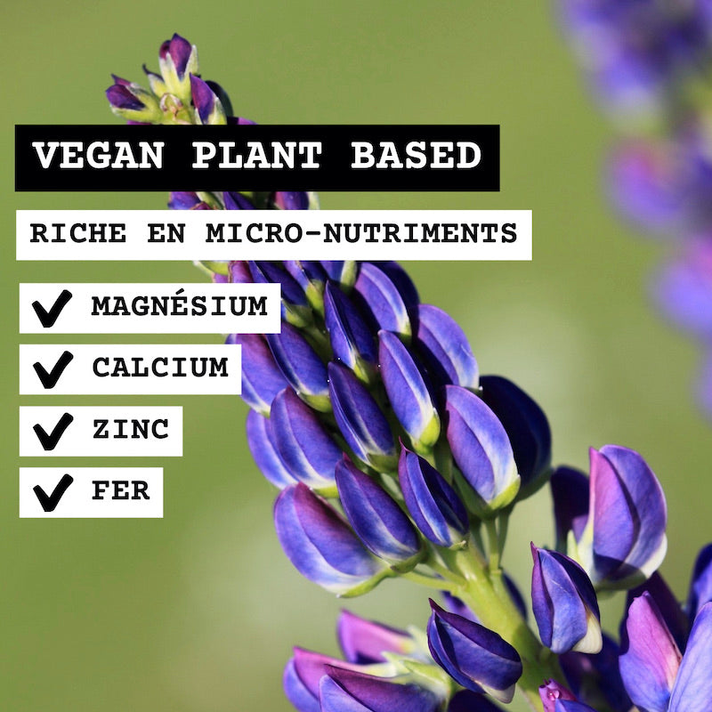 Fleur de lupin violet