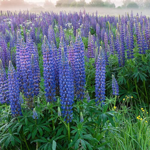 Fleurs de lupin dans la nature