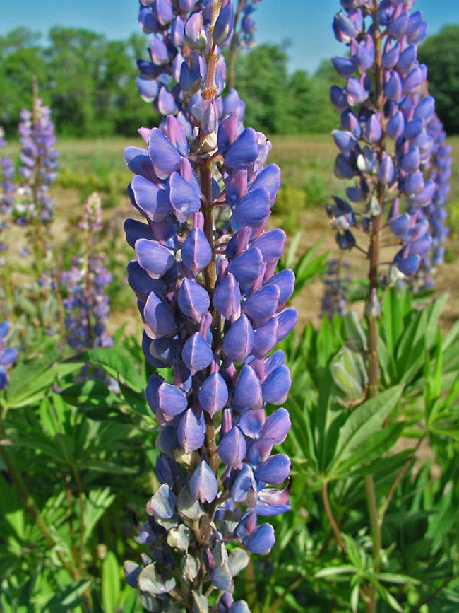 Fleur de lupin dans la nature