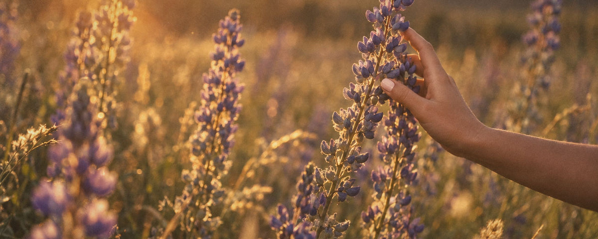 Une main effleure un épi de fleurs de lupin bleu dans un champ, à contre-jour dans la lumière dorée du soir.