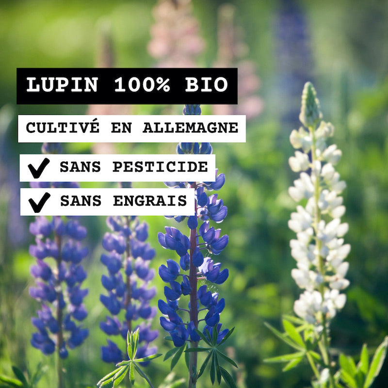 Une fleur de lupin bio