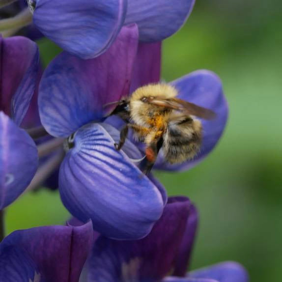 Fleur de lupin avec abeille