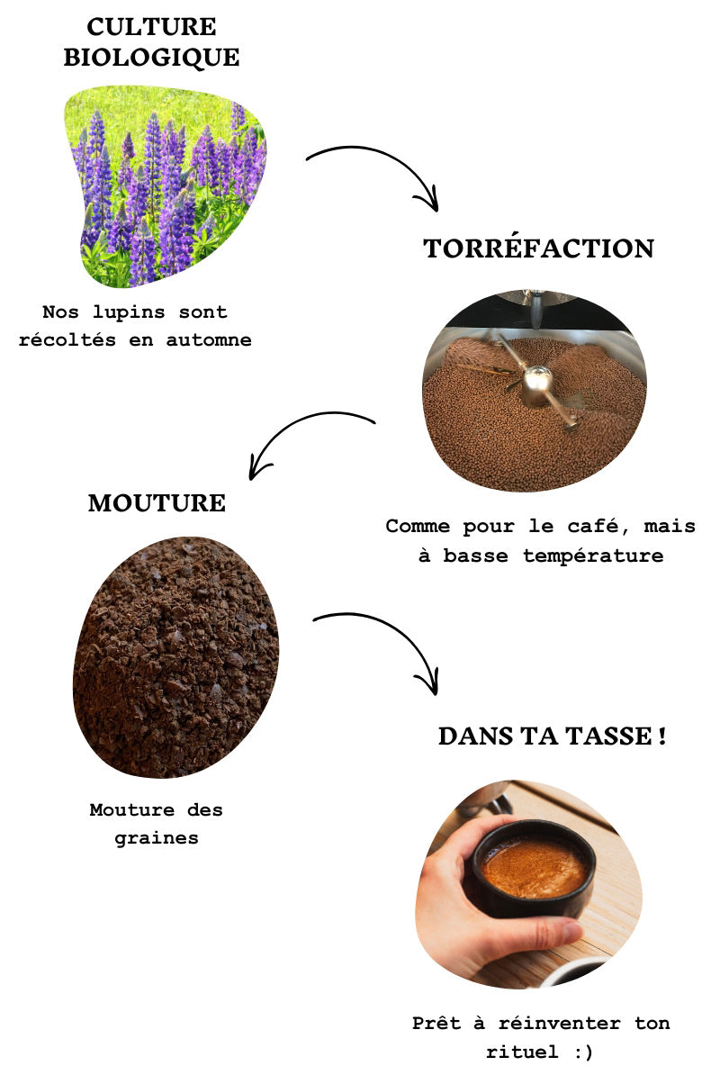 Processus de fabrication café de lupin